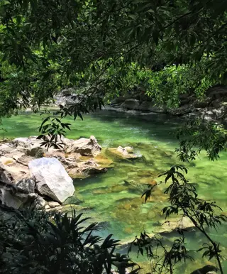 Vielfältige Vegetation im Naturreservat Rio Claro